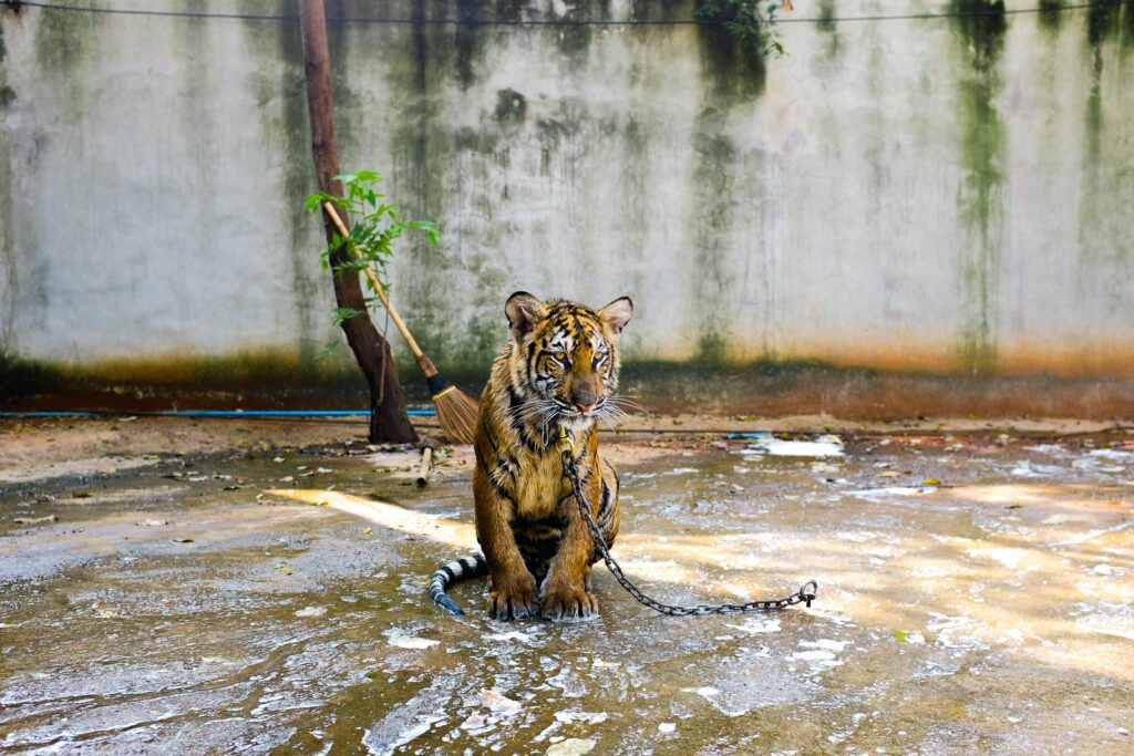 Tiger Chained Up Sustainable travel tourism, increase animal welfare, habitats