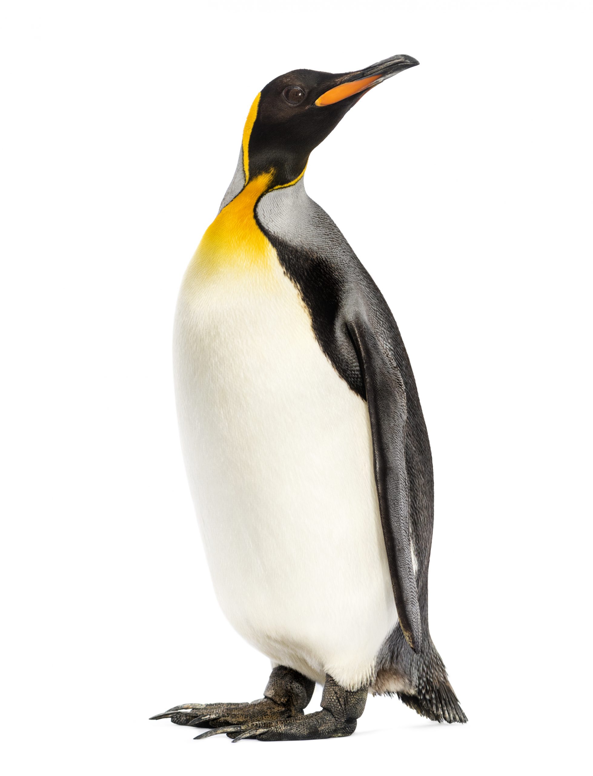 Travel-With-Awareness-king-penguin Sustainable travel tourism, awareness, animal welfare, habitat, wildlife