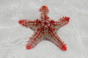 Why you should avoid animal souvenirs, sustainable travel, educate people avoid animal souvenir purchases when they travel